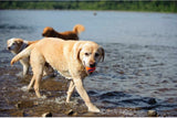 Balles flottantes en caoutchouc pour chien, 6 cm, lot de 2