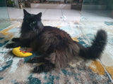 Banane à l'herbe à chat pour chat, jaune, 18 cm