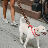Laisse effet grosse chaîne pour chien