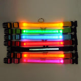 Collier lumineux LED pour chien