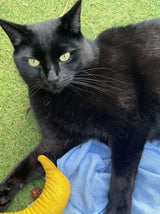 Banane à l'herbe à chat pour chat, jaune, 18 cm