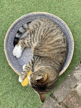 Banane à l'herbe à chat pour chat, jaune, 18 cm