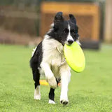 Frisbee en caoutchouc pour chien