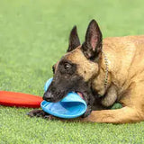 Frisbee en caoutchouc pour chien